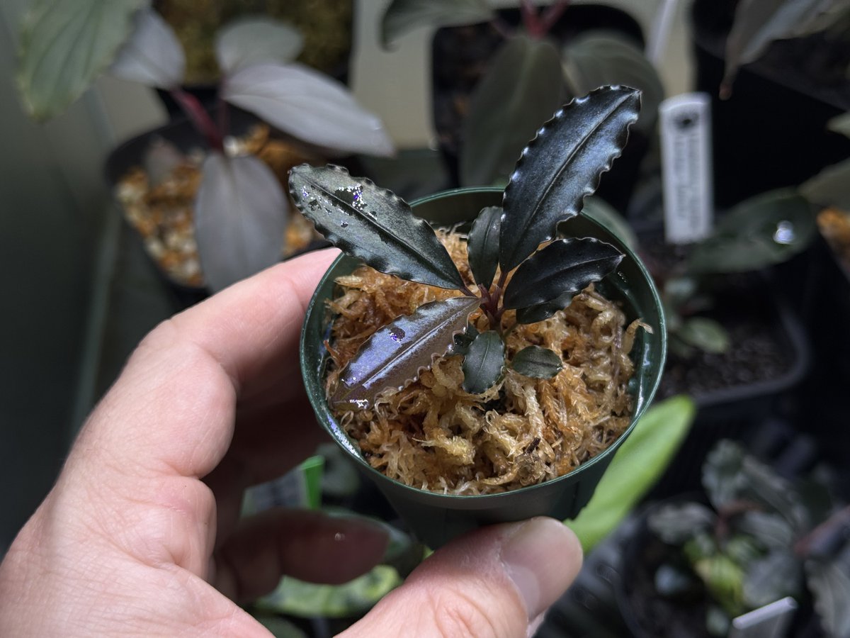 ありゅーあ (@sa_allure3838) / Posts / X