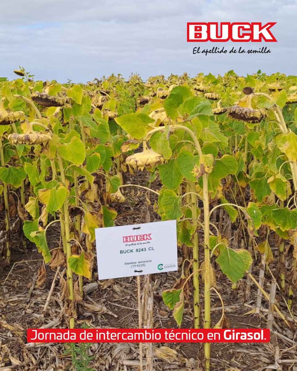 Buck Semillas tweet media