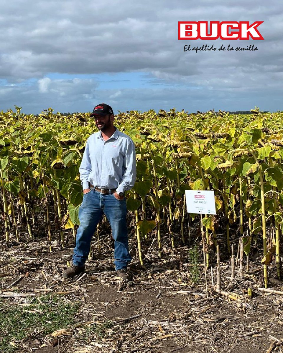 Buck Semillas tweet media
