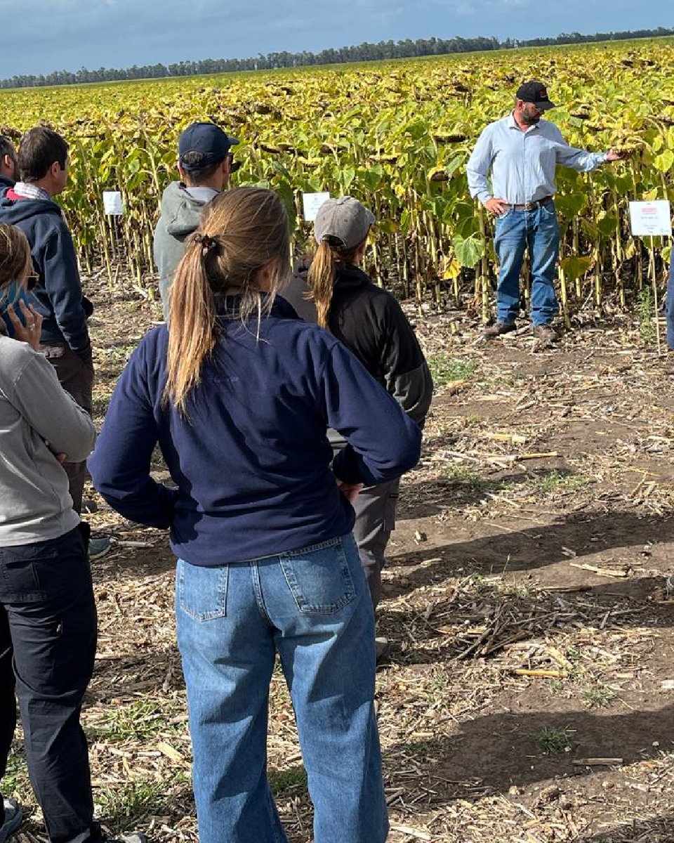 Buck Semillas tweet media