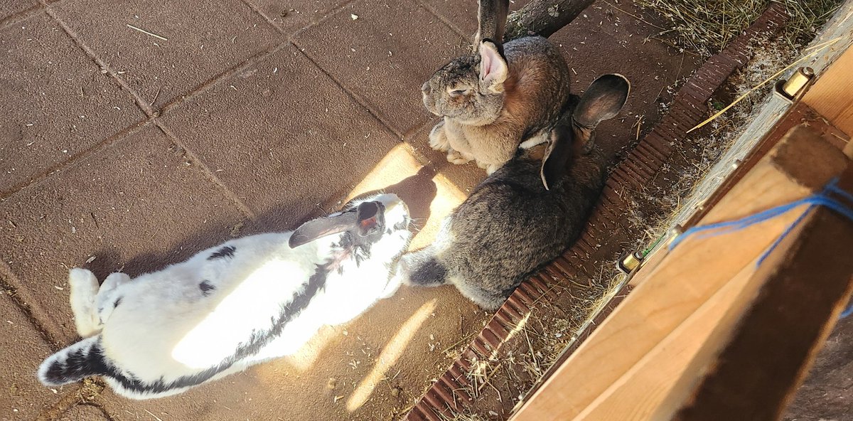 Peter Tischdecker tweet media