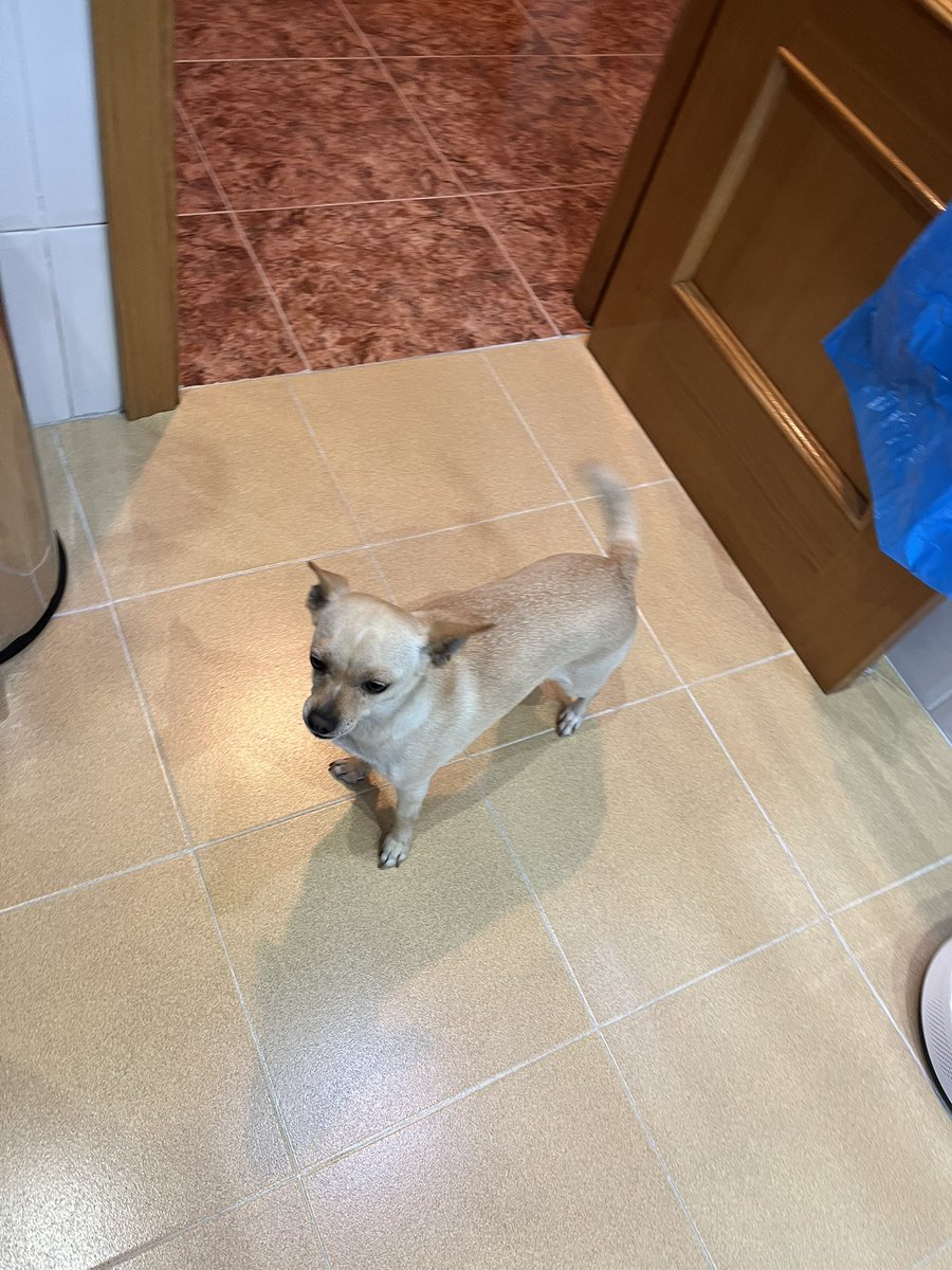 rub3rxl's tweet photo. @SofiaRayman_ edu devuélveme el perro https://t.co/QssnZihLAj