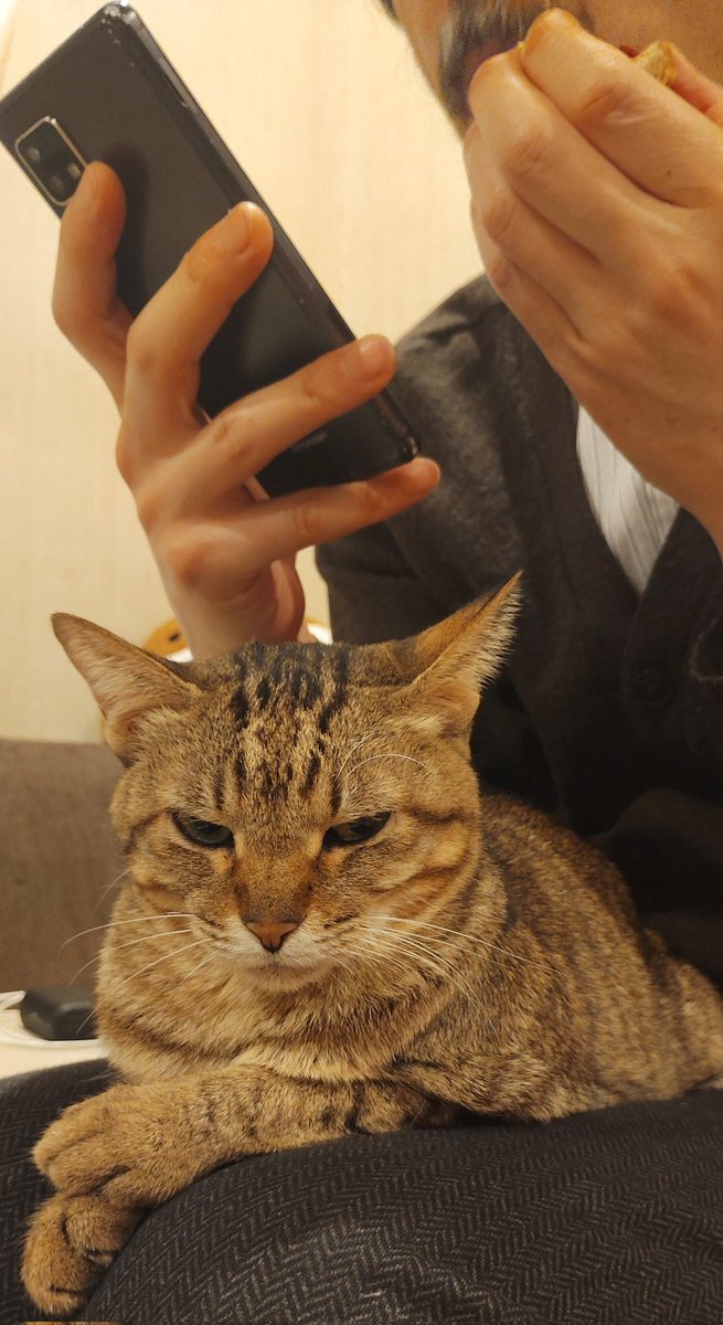 sumirenyan2's tweet photo. 🐱と🥸
#猫のいる暮らし𓃠
きく〜
きく〜
#ねこかわいいね 
だまれこぞう！
言いそうな怖いお顔
そんなにわたしが嫌い？
ああ〜ん
わたしは大好きだよ！
ネコチャンかわいいね〜✨ https://t.co/GGJ7BNW9gn