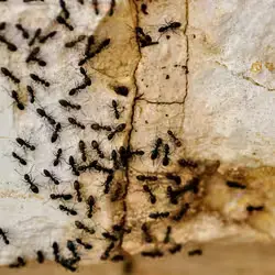 Emris Services Ltd. tweet media