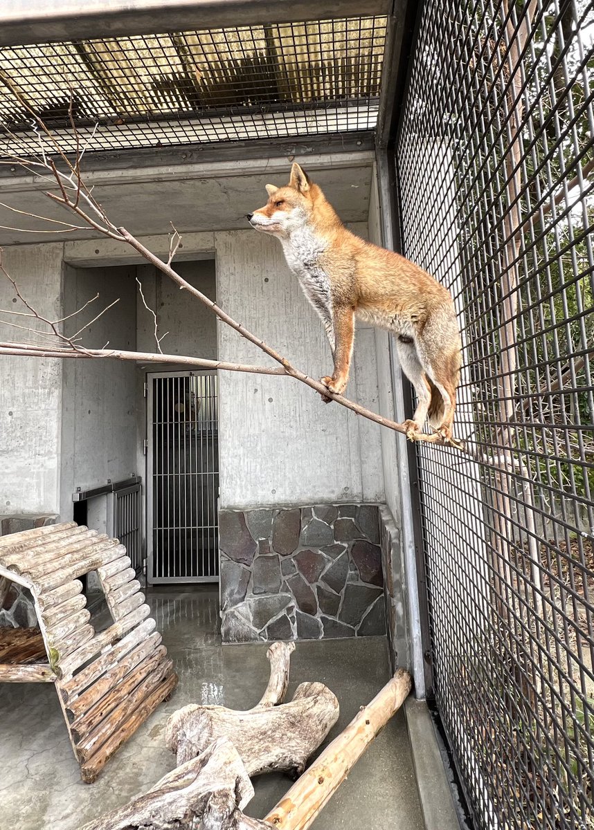 コンはその場所でそんな表情が出来るんだね。

#徳山動物園　#ホンドギツネ　#キツネ　#コン　#表情　#きりり
