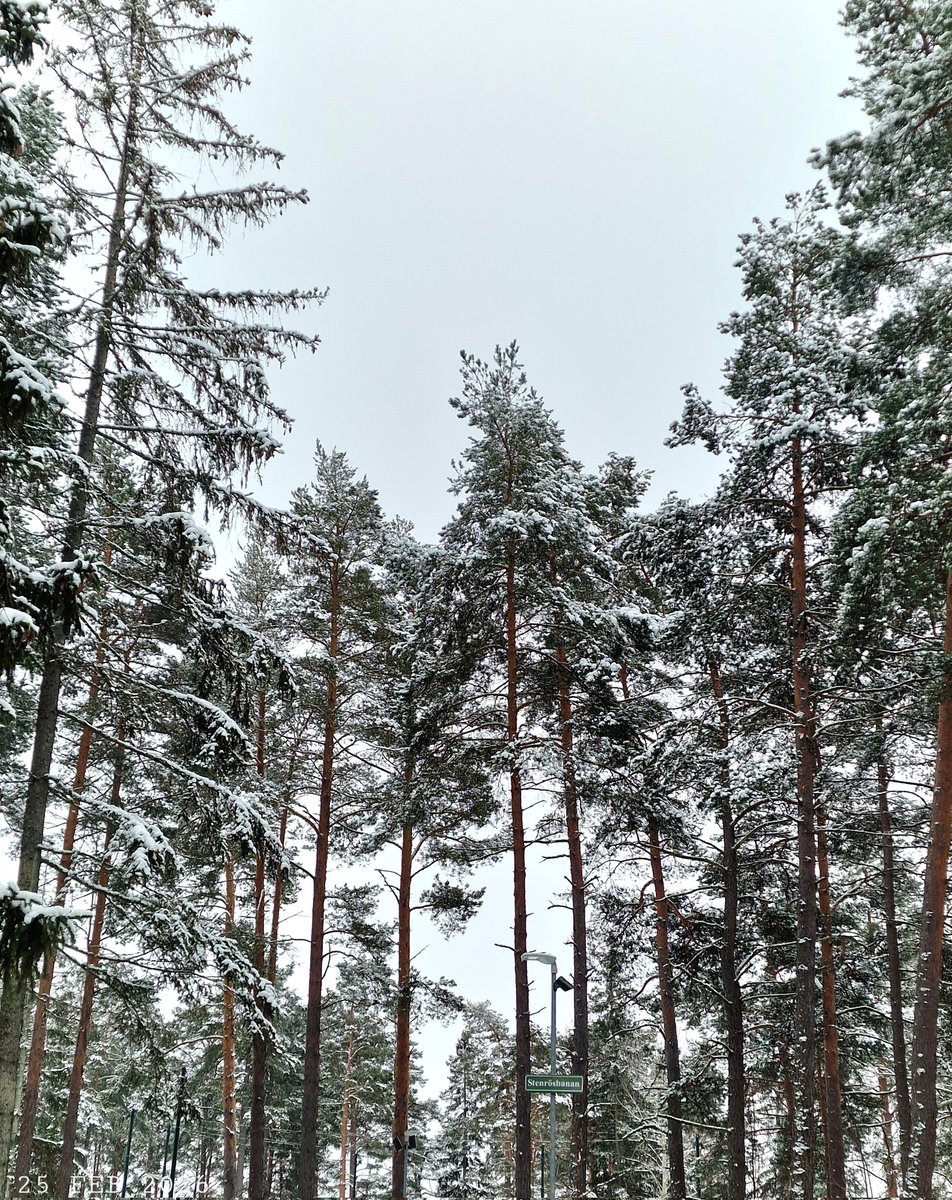 IDadzkov's tweet photo. Snow on the pine trees.
#nature #winter #February #snow #trees #PineTrees #SnowPhoto https://t.co/8rfFLw9gVk