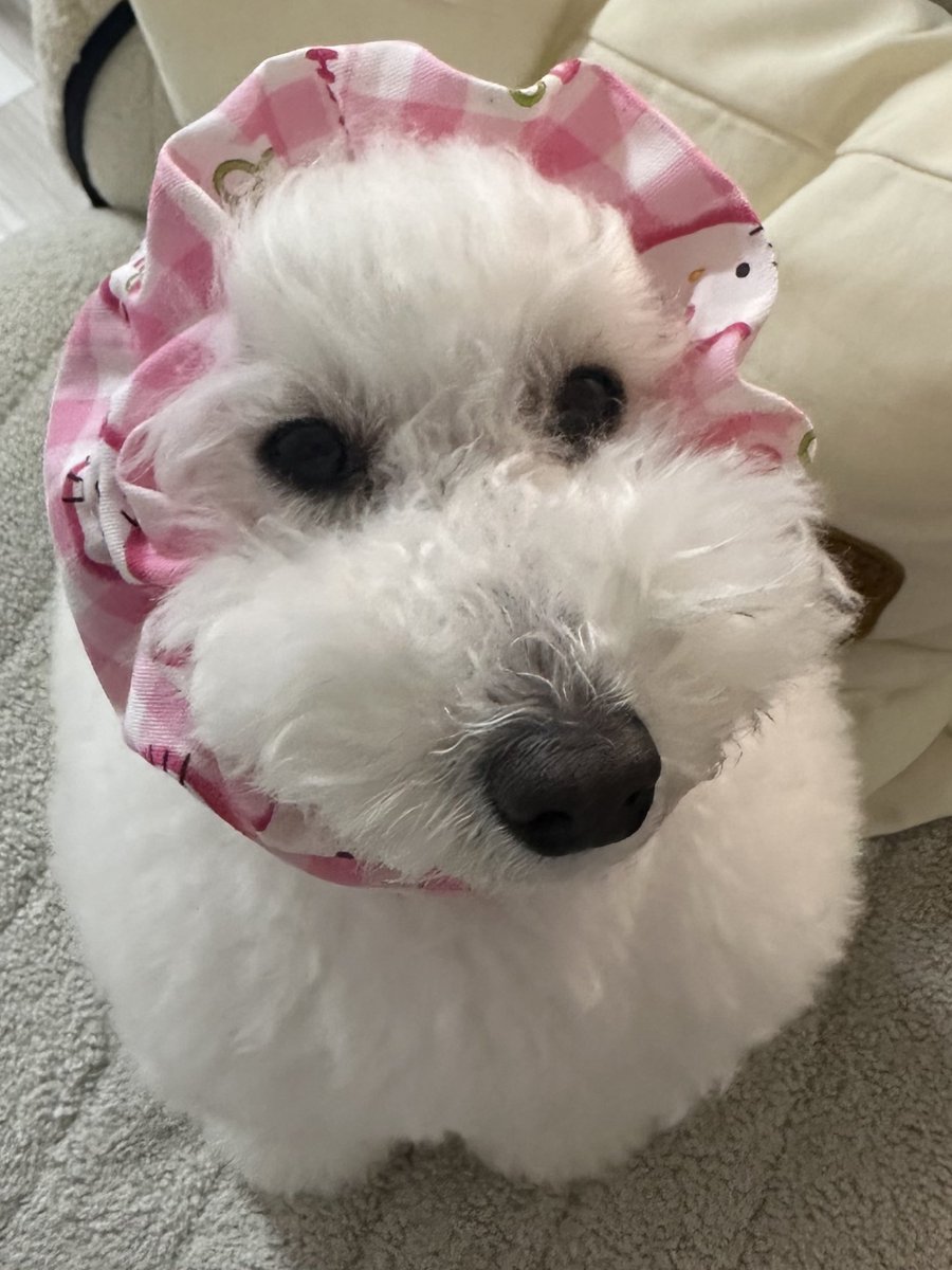 おいぬさまにスヌードつくってあげた🪡

余り布使ってラテちゃまにラブリーなヘドレつくってあげるからﾈ…( ◜ᴗ◝)و💗