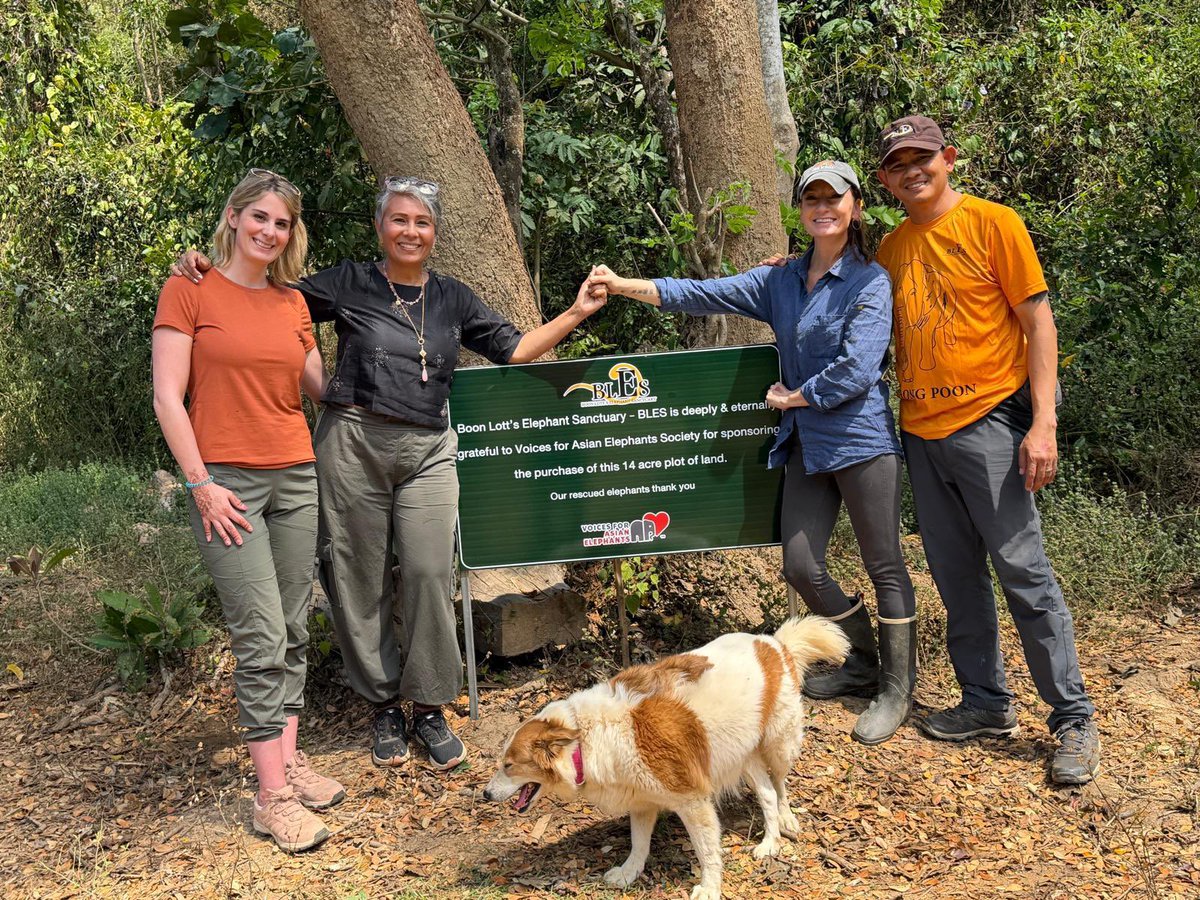 Voices for Asian Elephants (VFAE) 🐘 tweet media