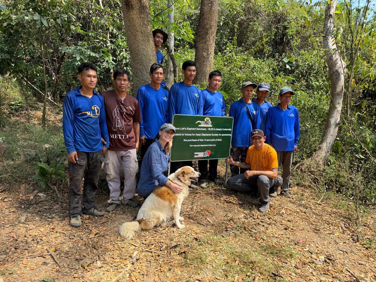 Voices for Asian Elephants (VFAE) 🐘 tweet media