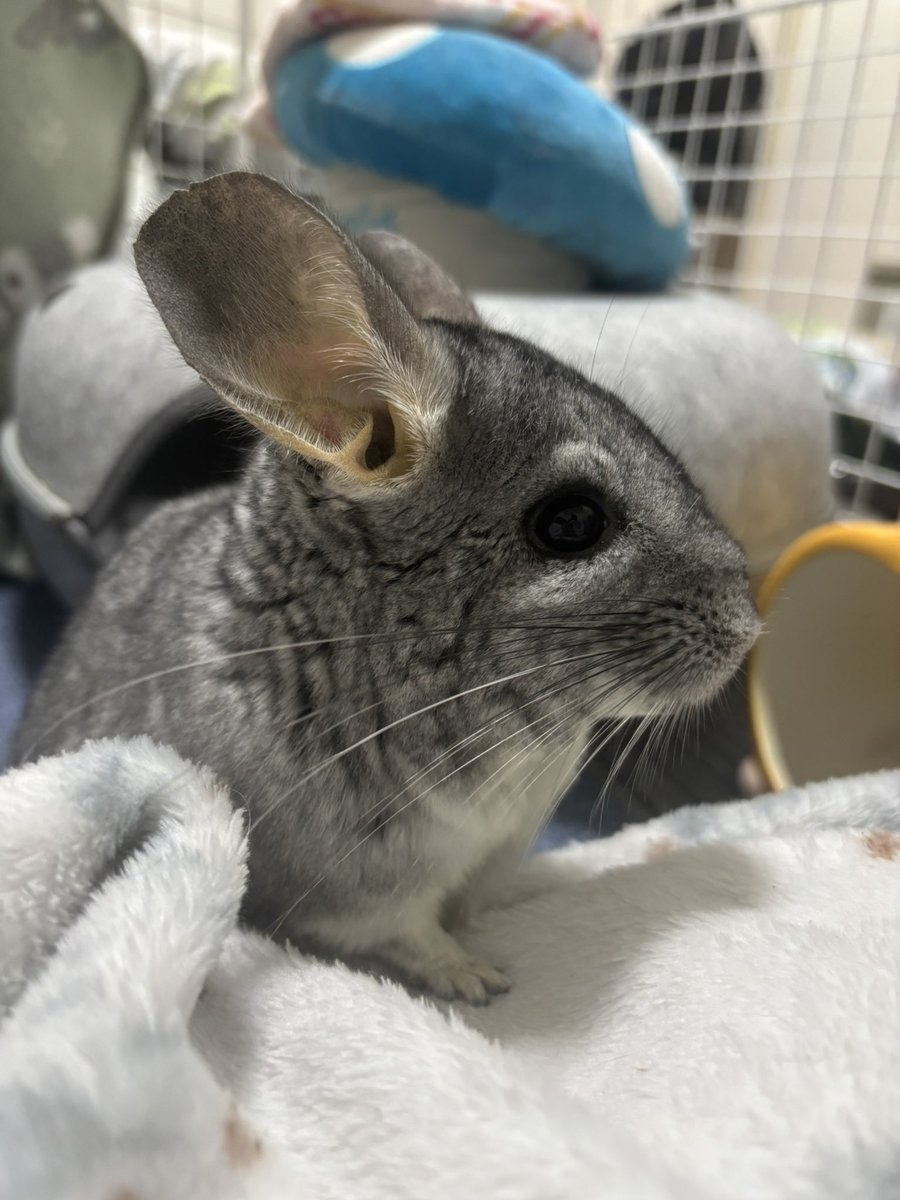 ピンぼけしてるのすら可愛い