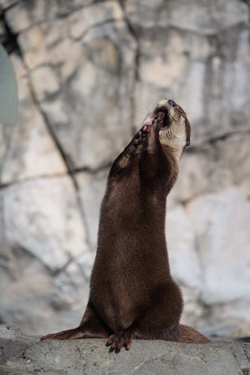 うそったー (@uso_otter) / Posts / X