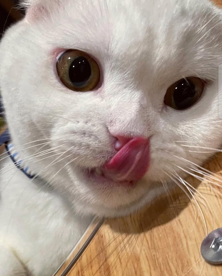 itsme_jeanylee's tweet photo. @Noeul_lee6 Varain, the funniest and smartest fur baby, drinking water with his paw because Daddy Noeul didn’t give him a glass 😂. I’ve never seen a cat like Varain using his paw as a spoon to drink water. Smart and adorable.... 🐾💖.
So cute baby.. #varain #Noeulnuttarat #pet #Cat https://t.co/Ix79t65tAH