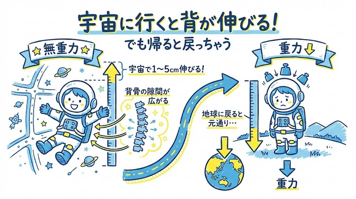 宇宙に行くと、身長が伸びるって知ってますか？ 重力がなくなると背骨