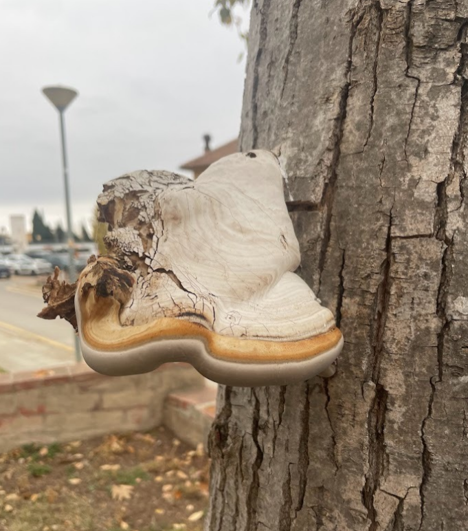 Associació APEVC tweet media