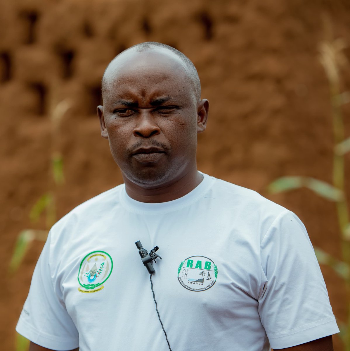 umutoniMarieJe1's tweet photo. Hafashimana Claude, umufashamyumvire wahuguwe na #KIIWP ku gihingwa cy'imyumbati, yatangiye gufasha abahinzi bo mu murenge wa Rwinkwavu @KayonzaDistrict kugira ngo bacyemure ikibazo cy'imbuto y'imyumbati ya gakondo bita Ndabazi na Maguru y'inkware zabenze ubutaka bwabo. https://t.co/pBmKZtgACU