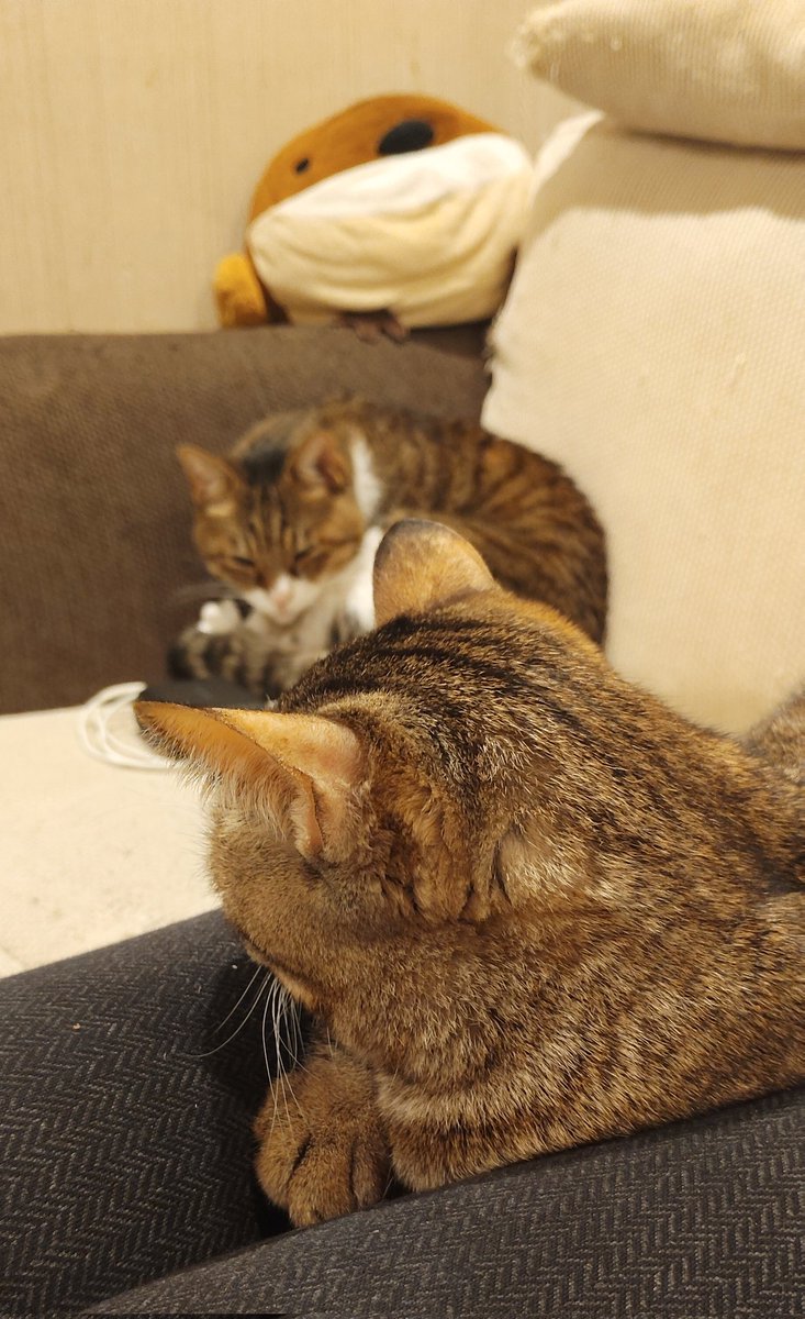 sumirenyan2's tweet photo. ピリピリピリ
#猫のいる暮らし𓃠 
あれとこれは仲が悪い
見守るスズメ
＃ねこかわいいね
キジ白は寝に入った
静寂に包まれた
ネコチャンかわいい https://t.co/wtANrLoGAu
