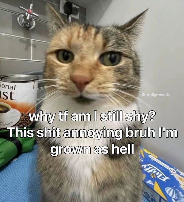 Tweets Of Cats tweet media