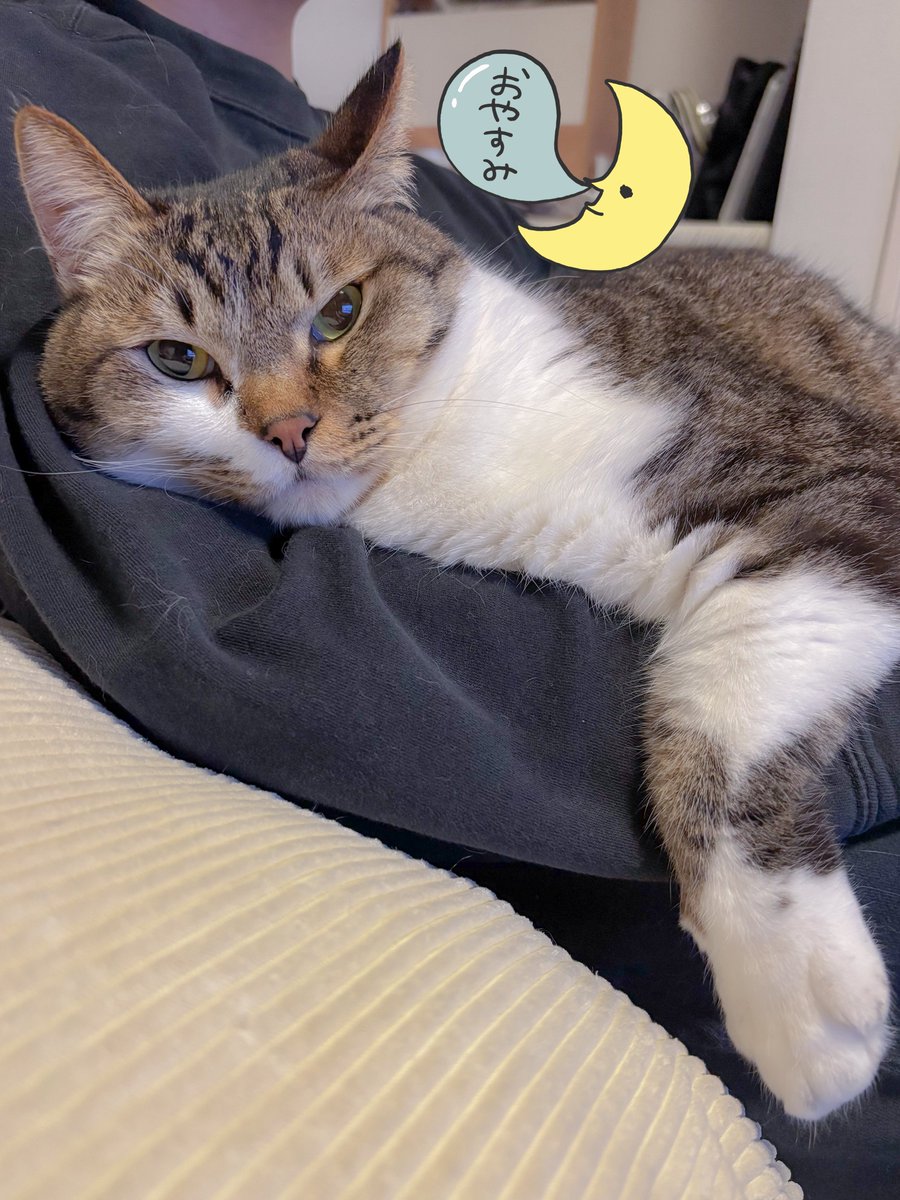 cat_fuko's tweet photo. 今日はちょっと寒いかも〜な甘えん坊猫ちゃん🥶 https://t.co/Sa7gAqFZvR