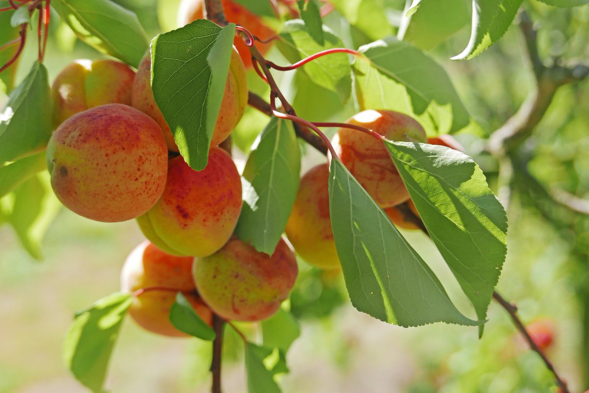 Uniwersytet Przyrodniczy we Wrocławiu tweet media