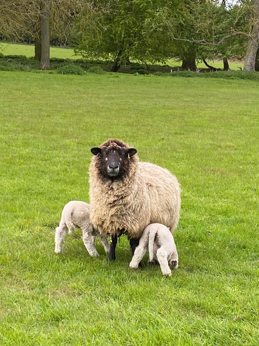 Accession tweet media