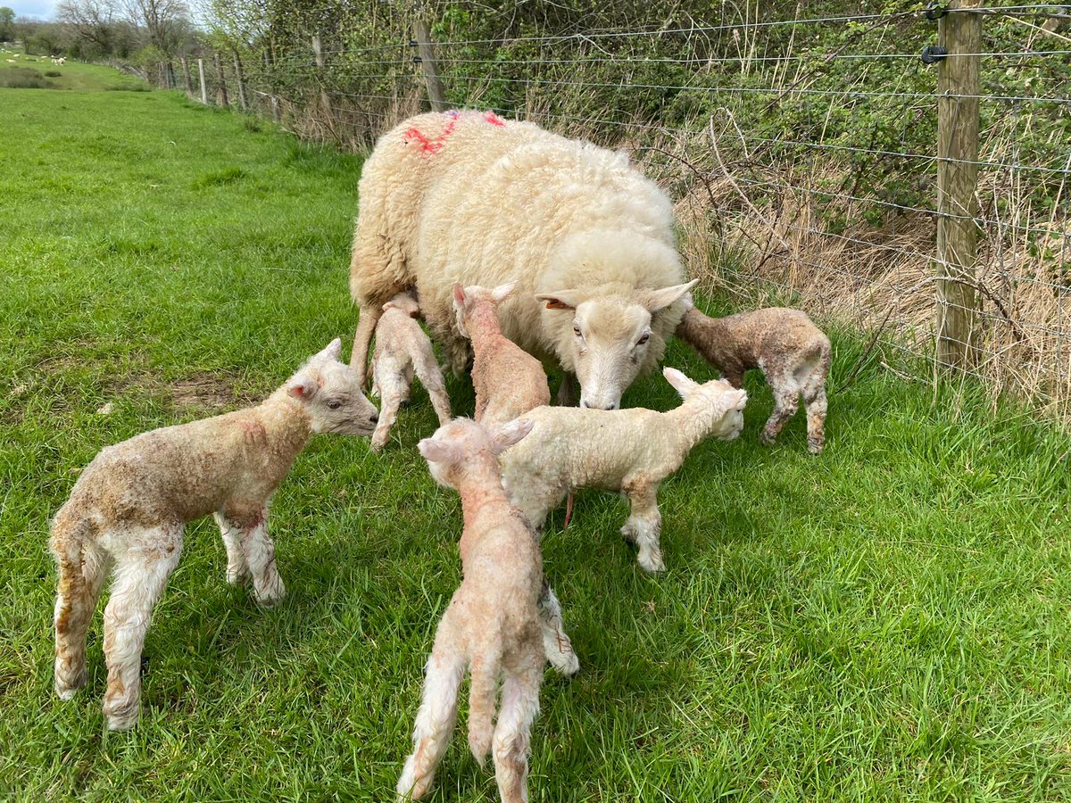 Accession tweet media