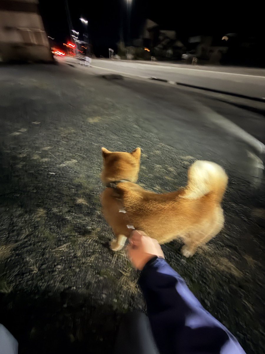 turisaitama's tweet photo. 助けてください
友人が御殿場のドライブイン白雪付近で柴犬を保護しました
・犬種:柴犬
・体色:茶色
・雌雄:雄
・齡:1〜2歳？(若い)
・性格:とても人懐っこく興味津々
・装飾:茶色っぽい首輪(黒のバックル式)にワイヤーが付いている

現在御殿場警察署に届けており飼い主さんを探しています
#迷子犬 #御殿場
