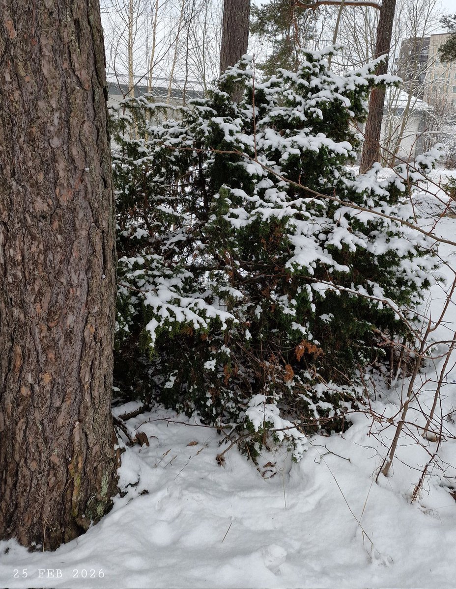 IDadzkov's tweet photo. Juniper bush. Куст можжевельника.
#nature #winter #February #snow #juniper #bush #SnowPhoto https://t.co/ErP1eaweOx