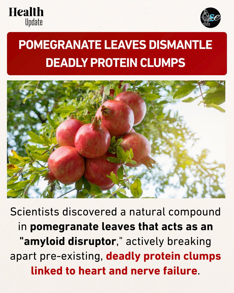 eARTH2804756054's tweet image. Nature's ultimate protein shredder: scientists found a compound in pomegranate leaves that actively dismantles the toxic clumps behind heart and nerve failure.
 #iScience #ProteinMisfolding #HeartHealth #Biohacking #PlantMedicine #TranslationalMedicine #biotech