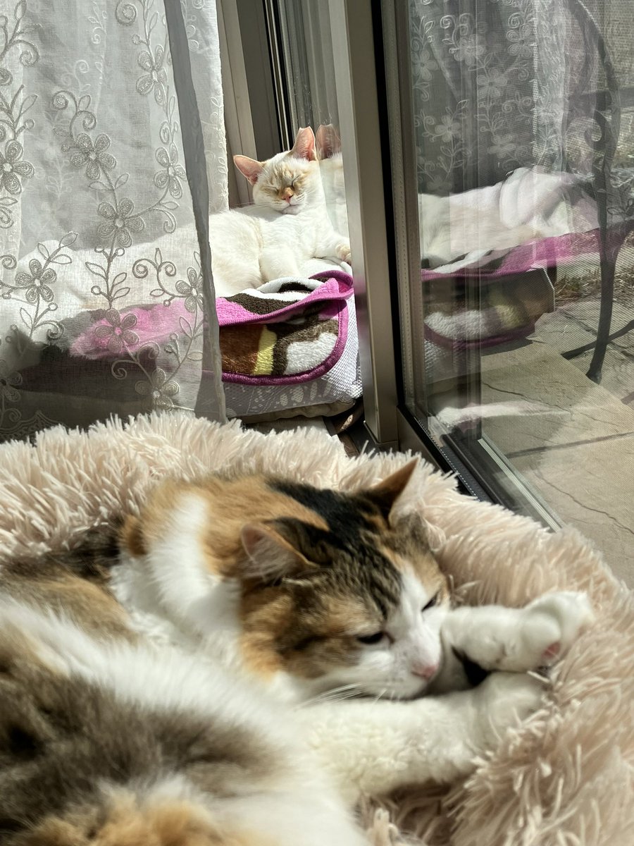 最近 沢山ｲｲﾈ&amp;ﾌｫﾛｰを頂いたので
改めて紹介を

ポコちゃん(ﾎﾟｺｱ8ヶ月)🐱🩵
目ﾁﾞｶﾗ・桜耳・ﾑﾝｯ口&amp;短しっぽ
色々満載 天真爛漫女子
昨年12月に なつうり さんの元から ウチの子になりました🏠🐱

先住はアリス(7歳8ヶ月)🐱❤️です

これからもアリポコを
よろしくお願いします🐱🐱