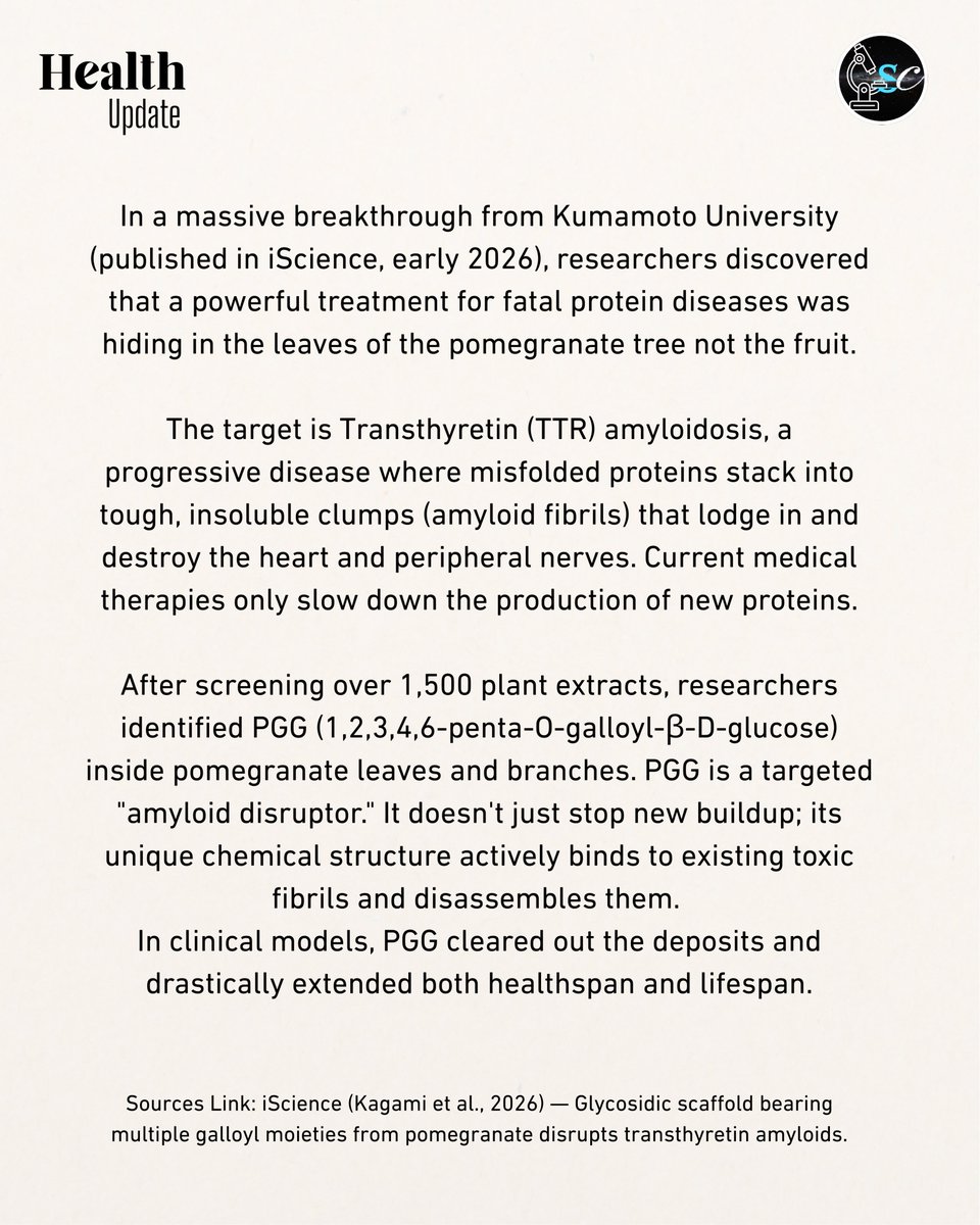 eARTH2804756054's tweet image. Nature's ultimate protein shredder: scientists found a compound in pomegranate leaves that actively dismantles the toxic clumps behind heart and nerve failure.
 #iScience #ProteinMisfolding #HeartHealth #Biohacking #PlantMedicine #TranslationalMedicine #biotech