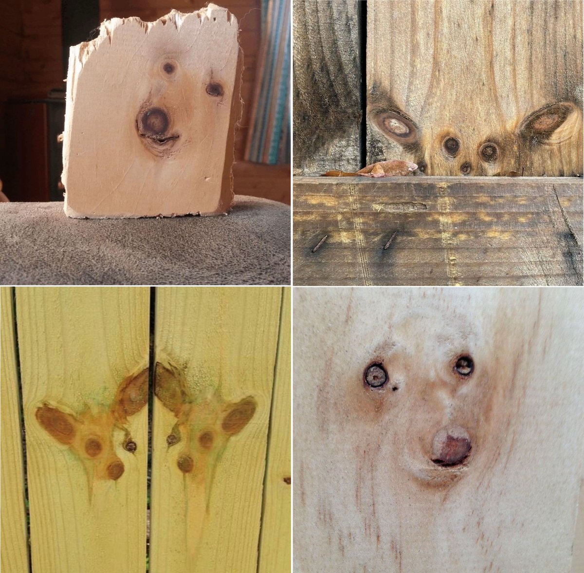 BiancoDavinci's tweet photo. Warped medullary rays found on pieces of wood that resemble animals https://t.co/xfvJn1f22W