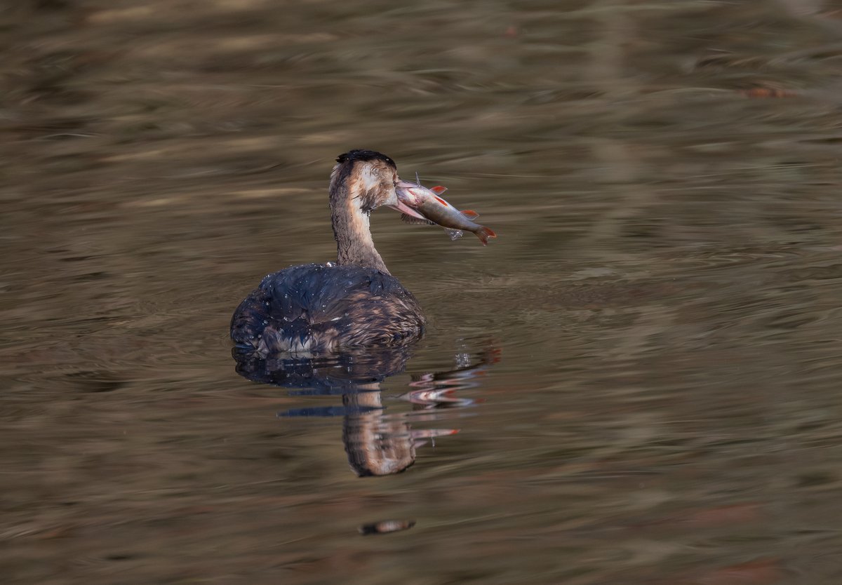 david alan bird tweet media