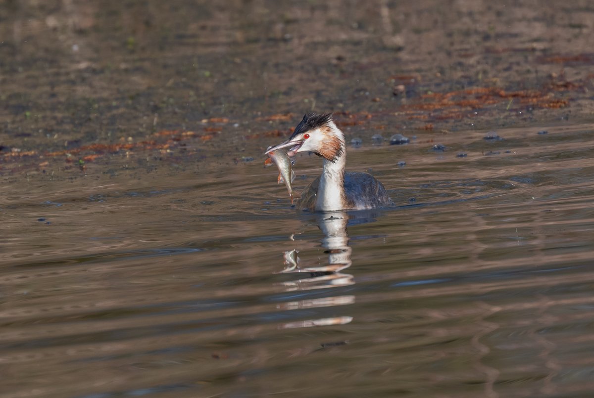 david alan bird tweet media