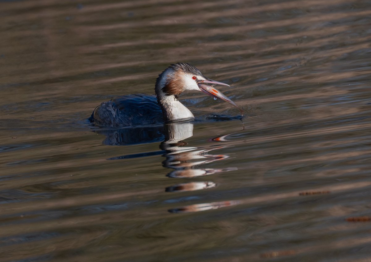 david alan bird tweet media