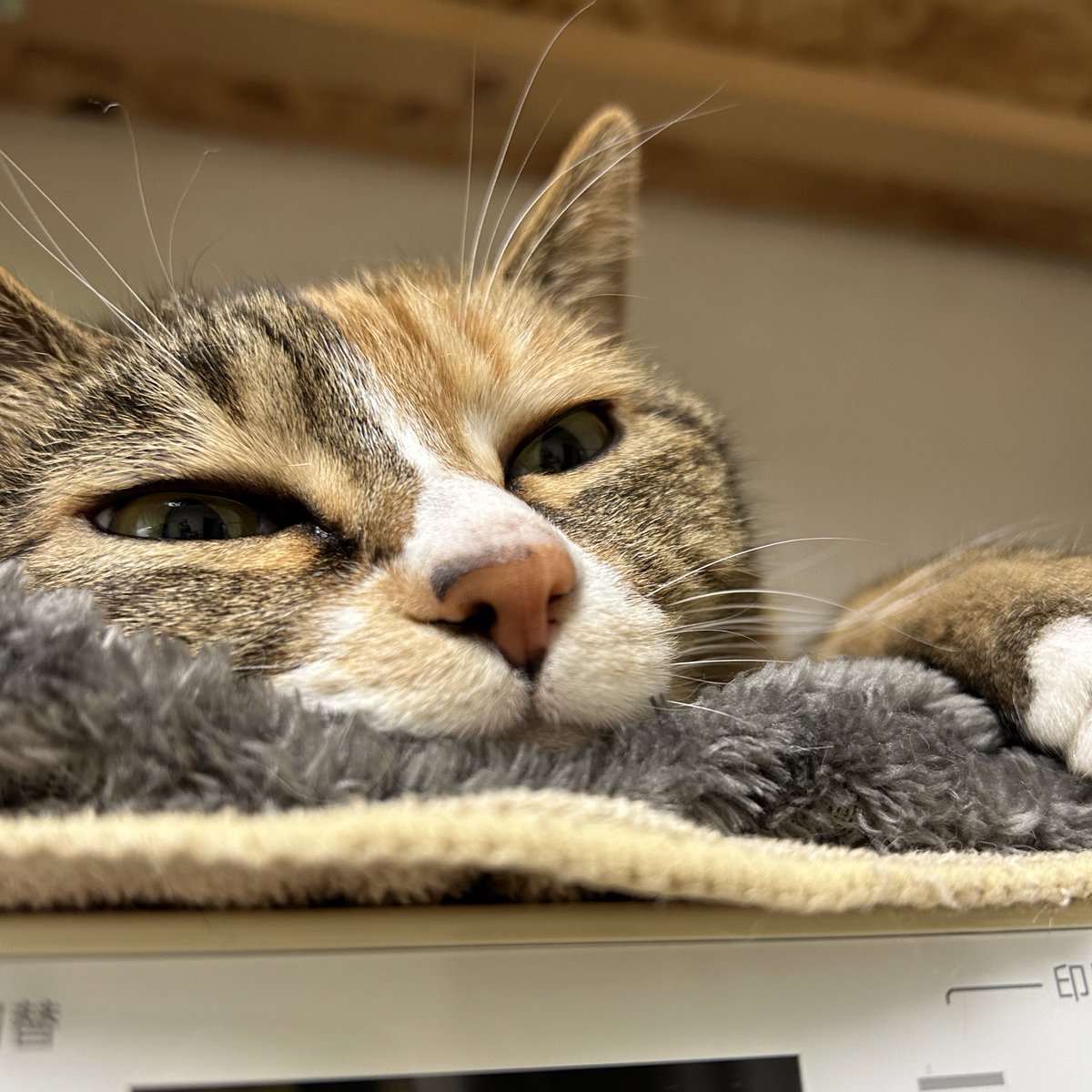 あたちも誕生日なのよ😺