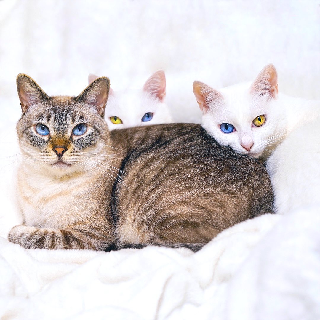 兄猫が好きすぎる妹ﾈｺﾁｬﾝｽﾞ