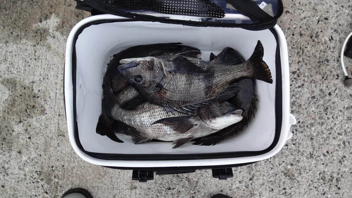 磯・堤防釣り tweet media