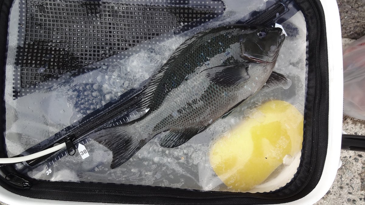 磯・堤防釣り tweet media