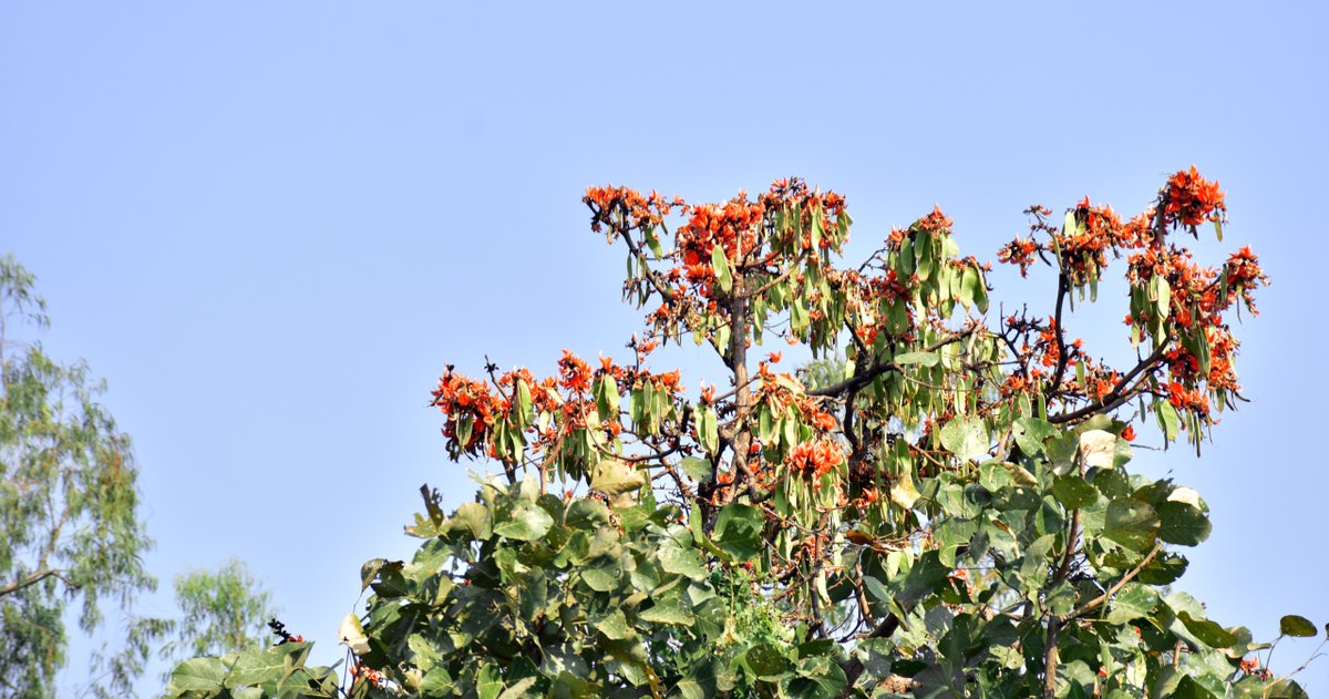 'ફ્લેમ ઓફ ધ ફોરેસ્ટ' તરીકે ઓળખાતા કેસૂડાના ફૂલ વસંત ઋતુમાં ખીલે ત્યારે રંગીન અને આકર્ષક લાગે છે... 

કેસૂડાના ફૂલની દરેક પાંખડીમાં વસંતનો ધબકાર, અને દરેક રંગમાં લાગણીઓનો નિર્ભેળ સ્પર્શ...

#flameoftheforest #palashflower #kesudo #કેસુડો #Gujarat