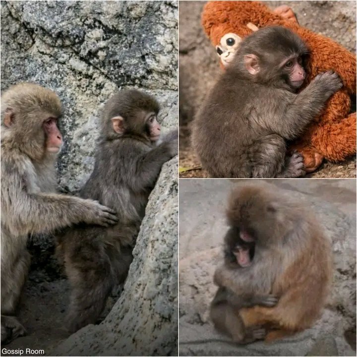 🚨 Punch finds a friend

Everything changed when he met Momiage, another macaque who took him under his wing, protecting him and constantly staying by his side.