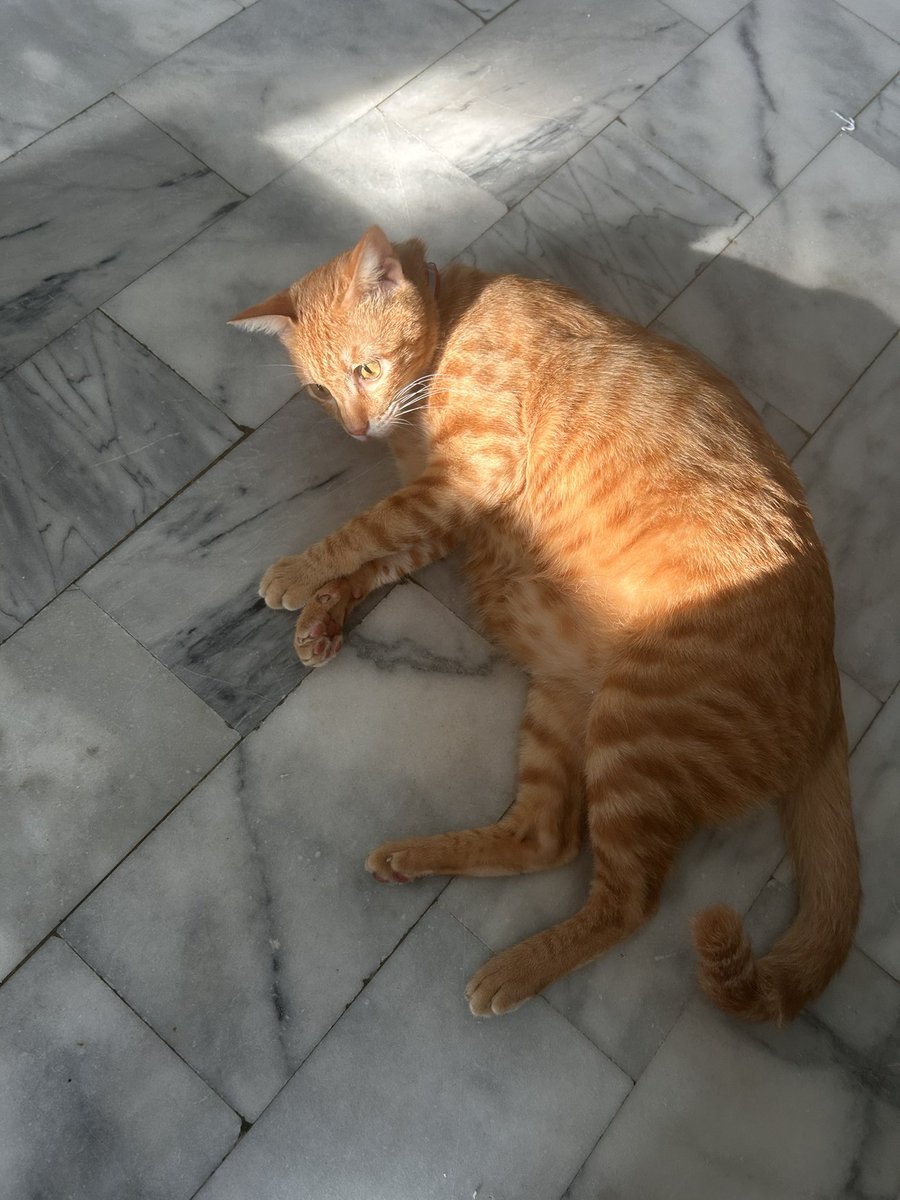台湾の茶トラ猫🍊ゆず tweet media