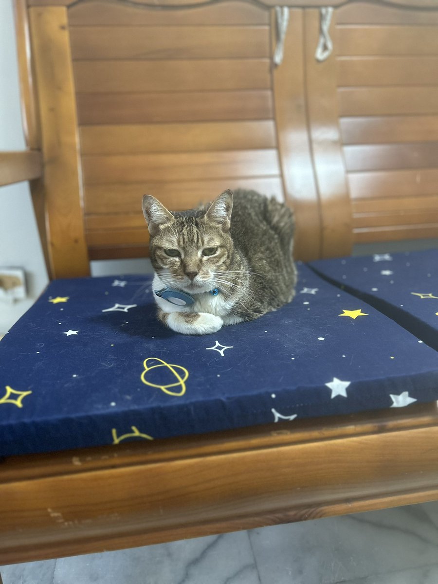 台湾の茶トラ猫🍊ゆず tweet media