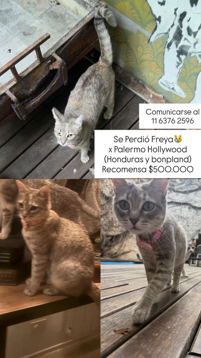 Se perdió Freya en Palermo, tenía collar con gps y lo encontramos pero a ella no😭 me ayudan compartiendo porfa? 🙏🏼 la extrañamos mucho