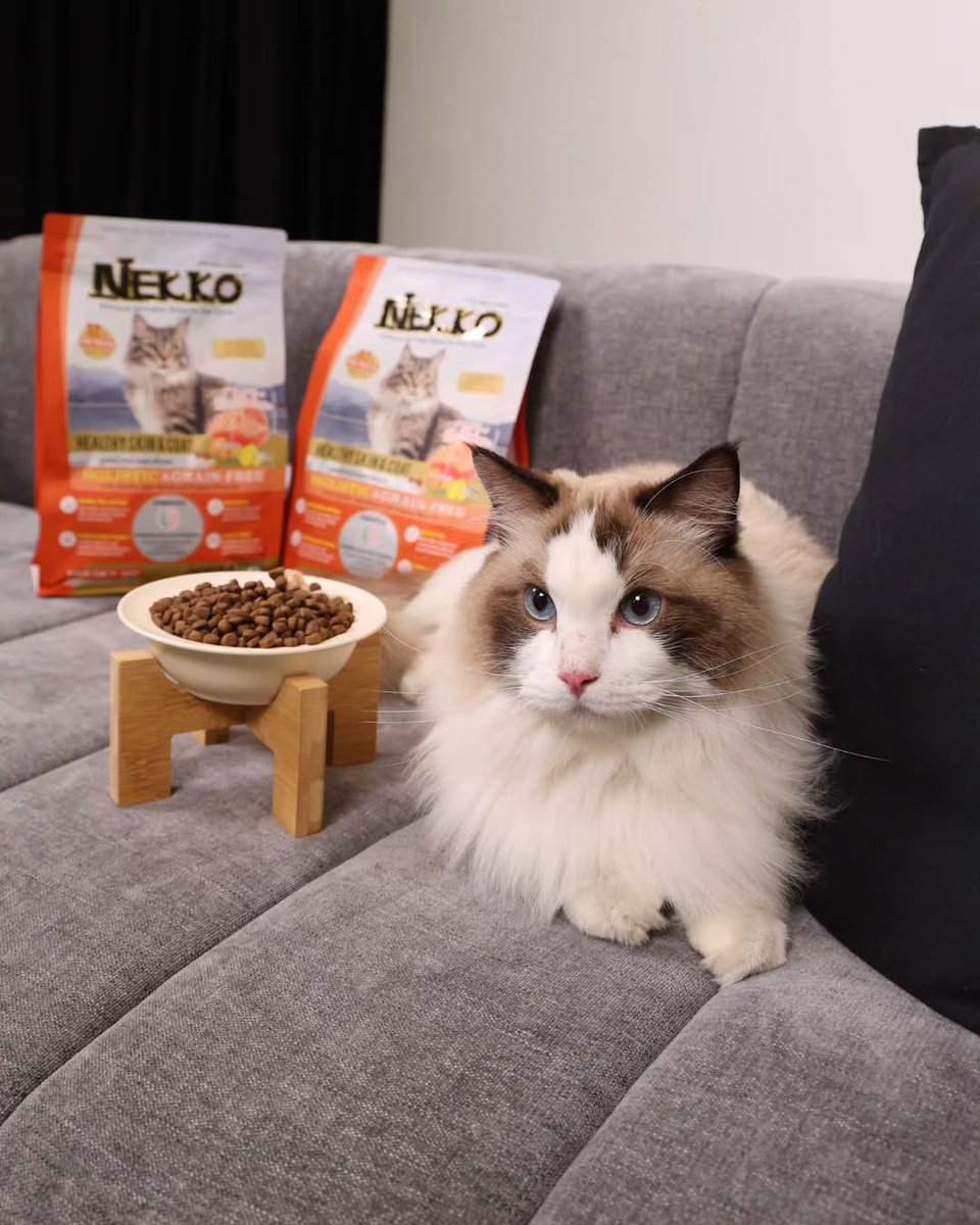 🗓️ 26/02/26 ⋆˙⟡♡ gemini_nt IG #NEKKOxGEMINIFOURTH