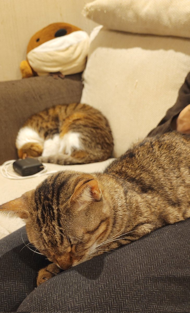 sumirenyan2's tweet photo. うんうん
分かるよ分かる！
#猫のいる暮らし 
眠いよね
うんうん
眠い
＃ねこかわいいね
🥸もお風呂に入るから
立つよ
ごめんねごめんね〜
ネコチャンかわいい https://t.co/DYIOvWoQWK