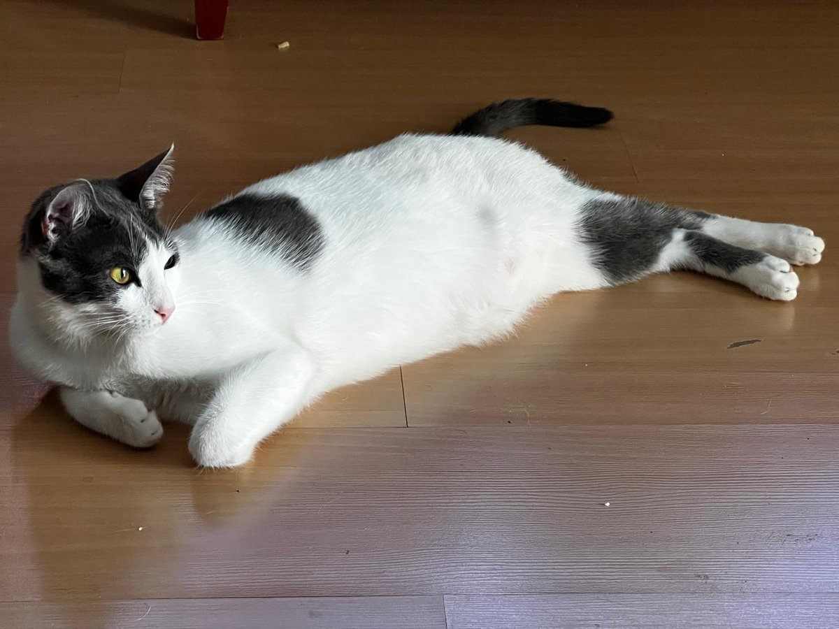 Nei Nei 🐱 De la colonia tweet media