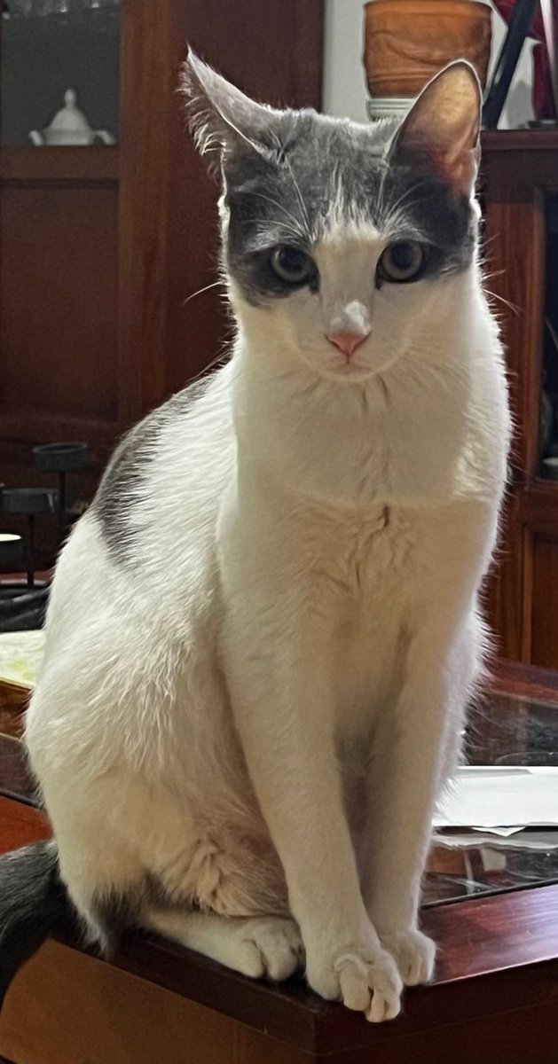 Nei Nei 🐱 De la colonia tweet media