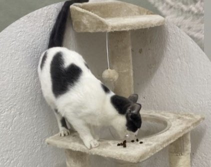 Os acordáis de Pétalo?
(Ahora Lis)
Fue mi primera acogida y estoy rota porque ya no se pueden hacer cargo de ella.
Sabéis que soy la primera en criticar estas cosas pero este caso es realmente grave y por temas de salud no pueden cuidarla.

Es una gata muy tímida. Solo le cogió