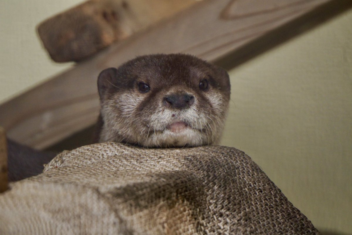 かわうそぅ うそったー (@uso_otter) / Posts / X