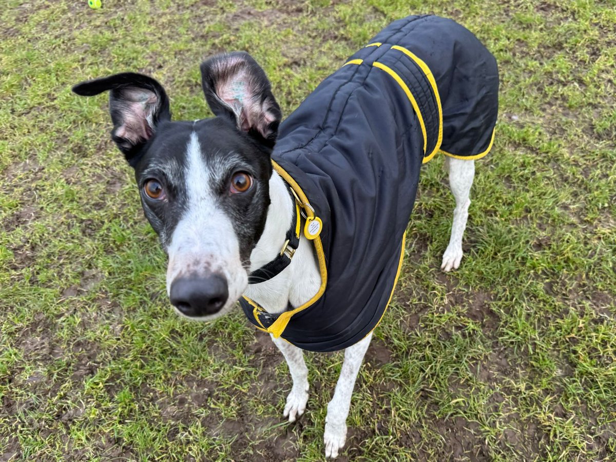 Laurel Longlegs isn't afraid to get his paws muddy on rainy walks... as he has his favourite raincoat on!💛🐾

Check out his profile today! bit.ly/4sIkPl5

@dogstrust
#adoptdontshop
#adogisforlife
#dogstrustwestcalder